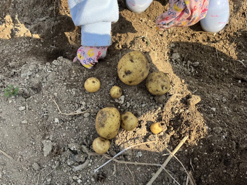 冬越しして2月に収穫した秋植えじゃがいも
