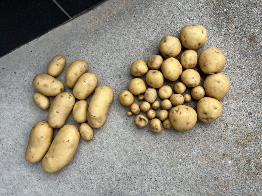 冬越して2月に収穫したメークインとキタアカリ