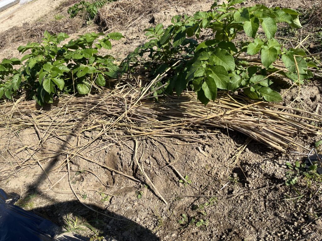 稲藁で冬越しする秋じゃがいも