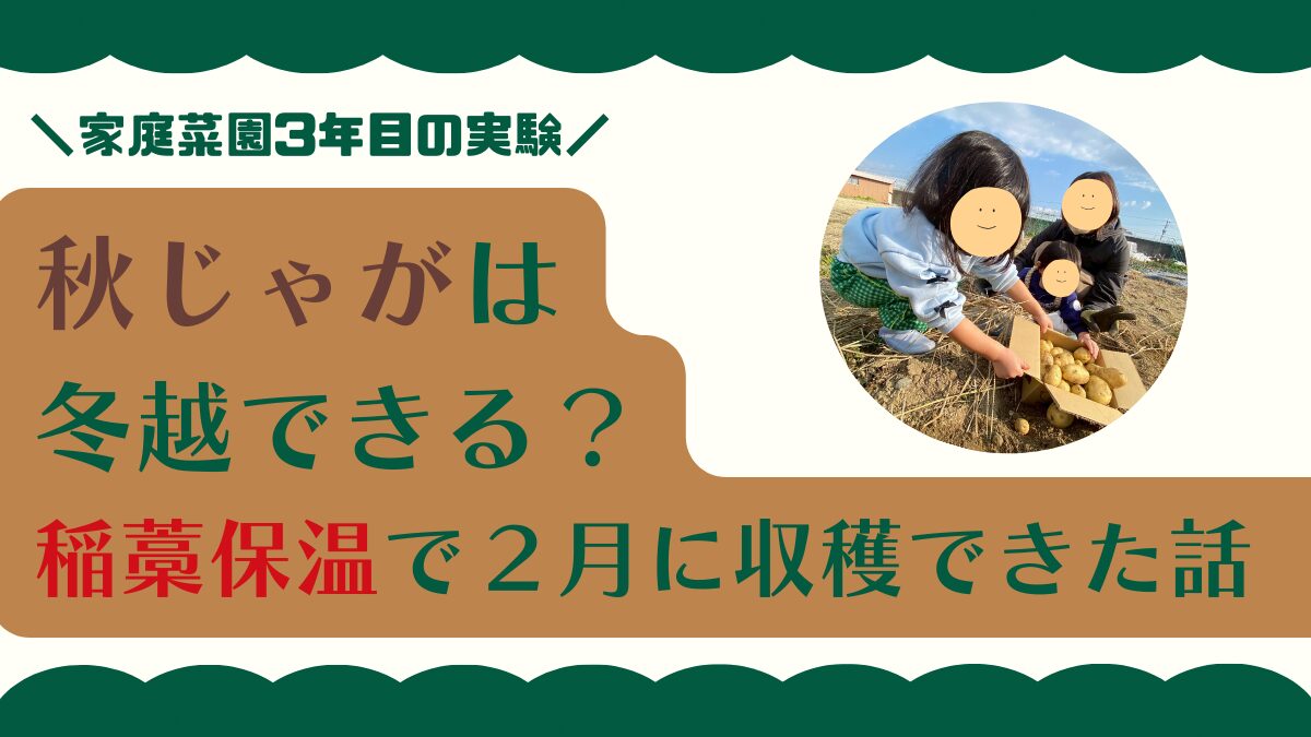 秋じゃがいもは冬越しできる？稲わらで保温して2月に収穫できた家庭菜園の実体験